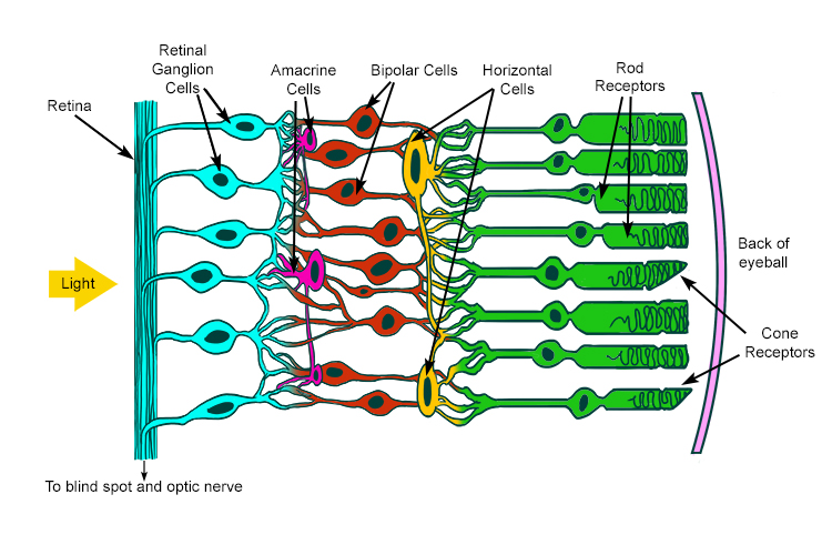 Layers of the retina, from https://mammothmemory.net/biology/organs-and-systems/the-eye/rods-and-cones.html