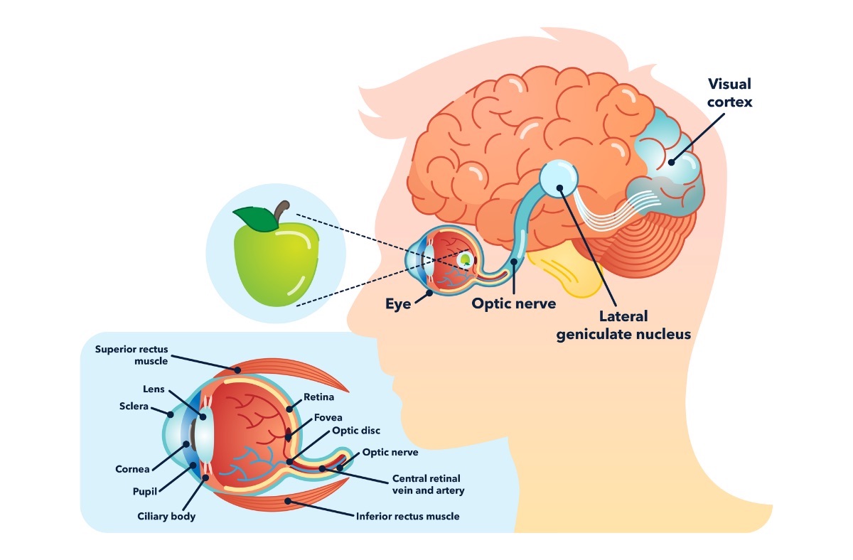 Visual pathway, modified from https://www.perkins.org/the-visual-pathway-from-the-eye-to-the-brain/