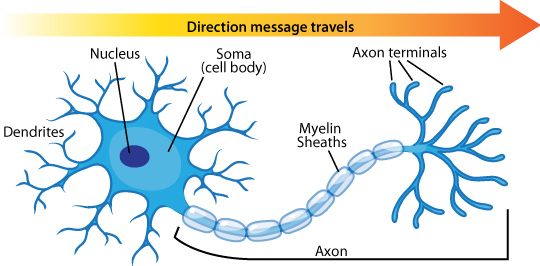Neuron, modified from https://askabiologist.asu.edu/neuron-anatomy