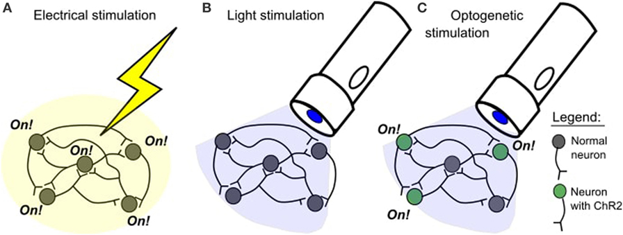 Optogenetics, from https://kids.frontiersin.org/articles/10.3389/frym.2017.0n0051